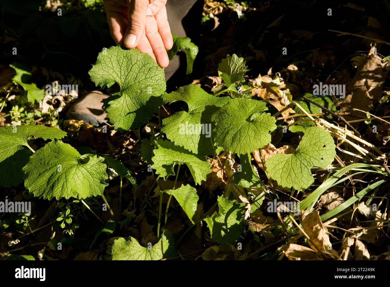 Leaves of garlic mustard with hand holding one leaf for size comparison
