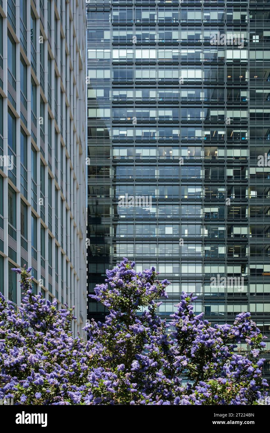 Tall skyscrapers and luxury office building surrounded by lilac plants in San Francisco Stock Photo