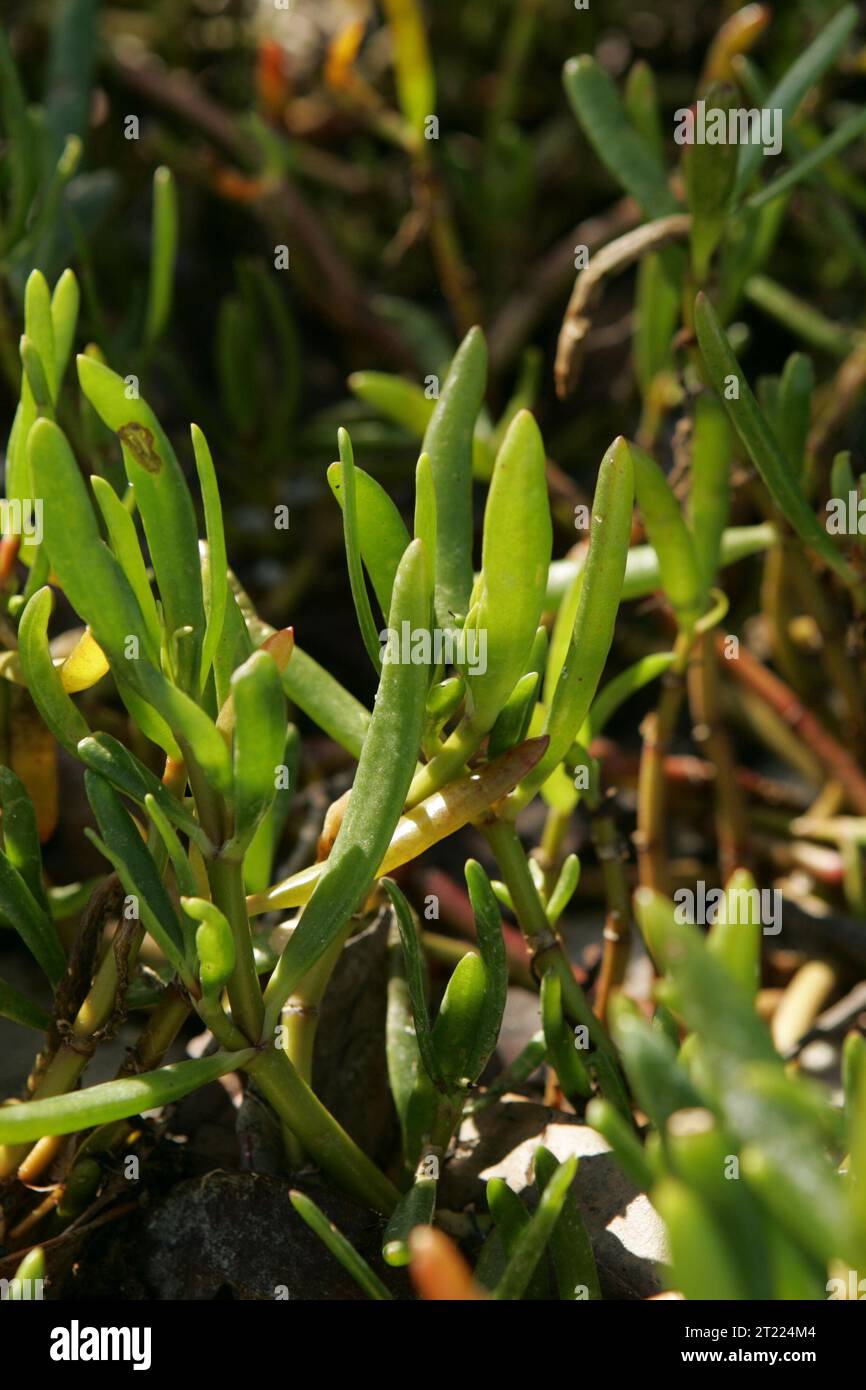 A close-up of a succulent plant growing along the beach in Florida. The  plant's thick leaves store water and are well-suited to the harsh coastal  environment Stock Photo - Alamy