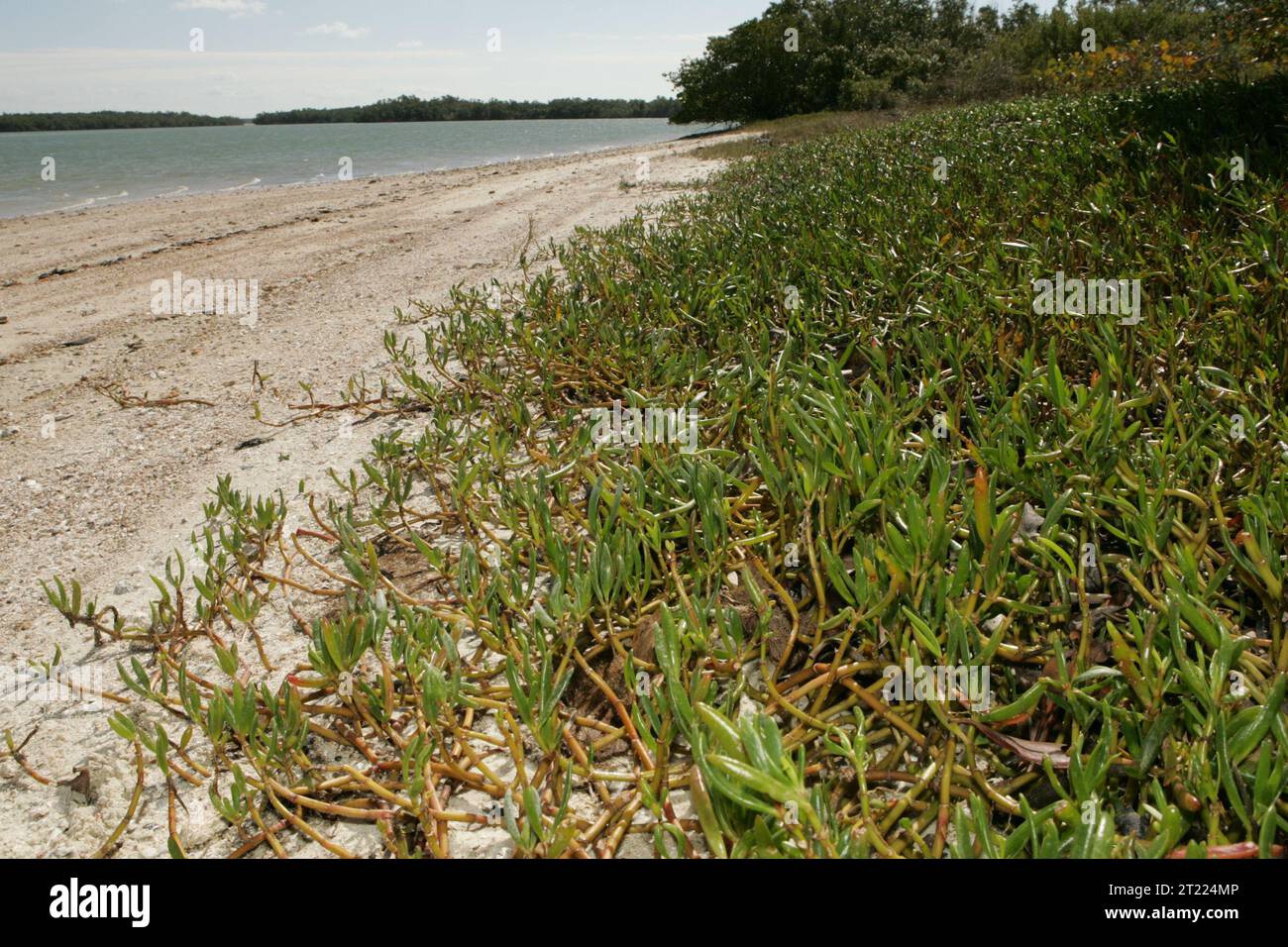 Plants growing on high edge of white sand beach. Subjects: Coastal ...