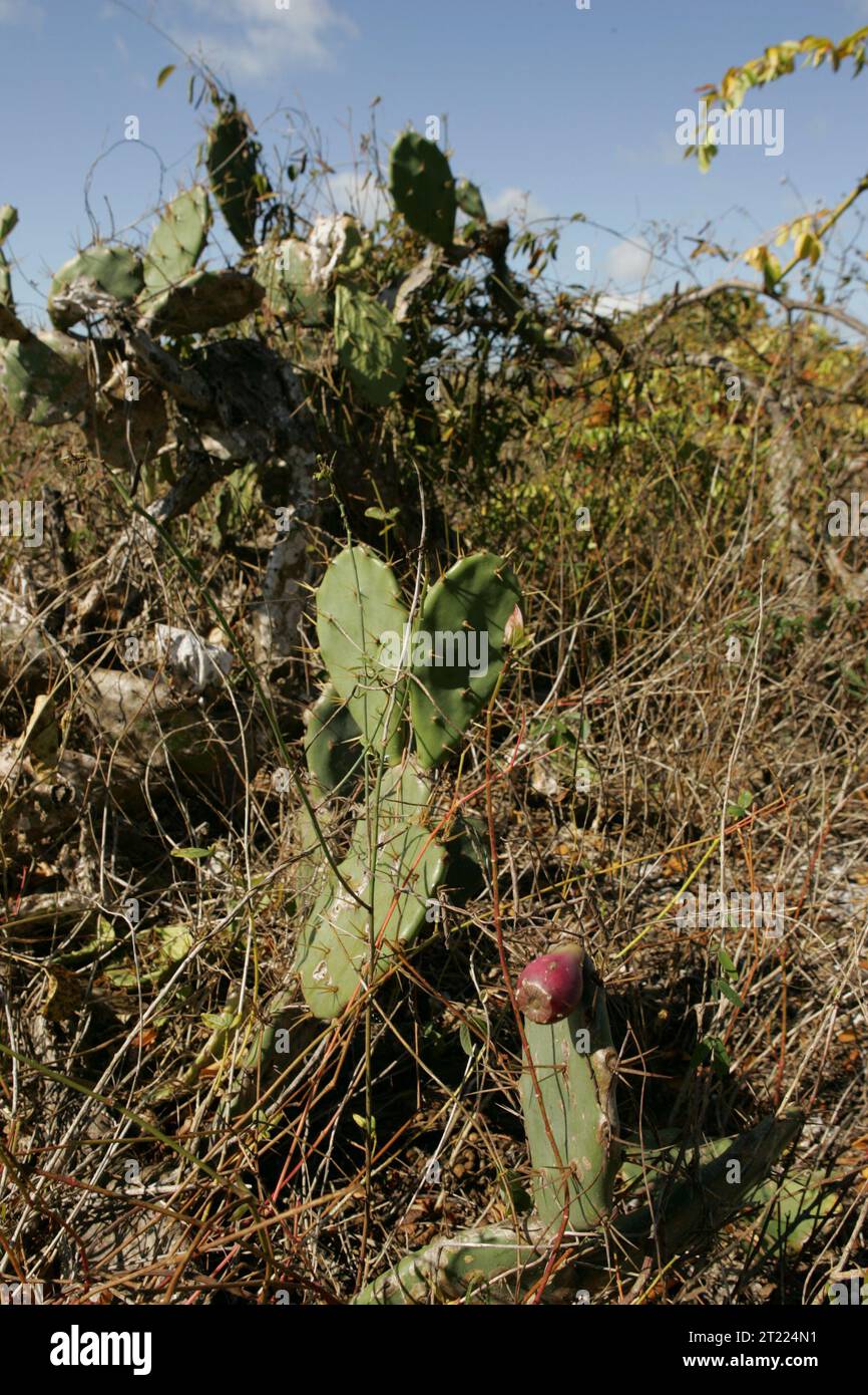 Prickly pear cactus with fruit growing in underbrush. Subjects Plants