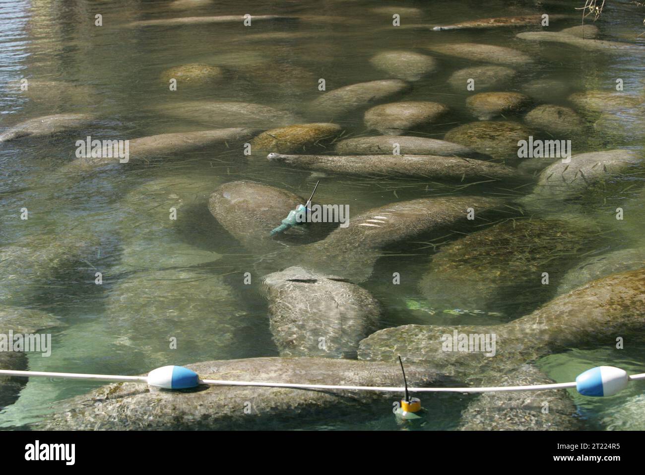 Florida manatee with tracking device. Subjects: Aquatic animals