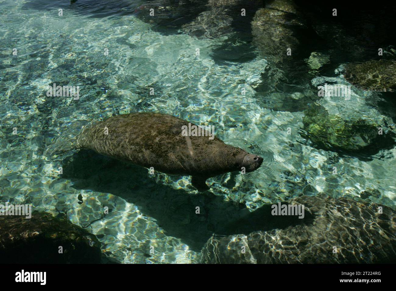 Three Sisters Springs in the Crystal River, Florida area provides warm