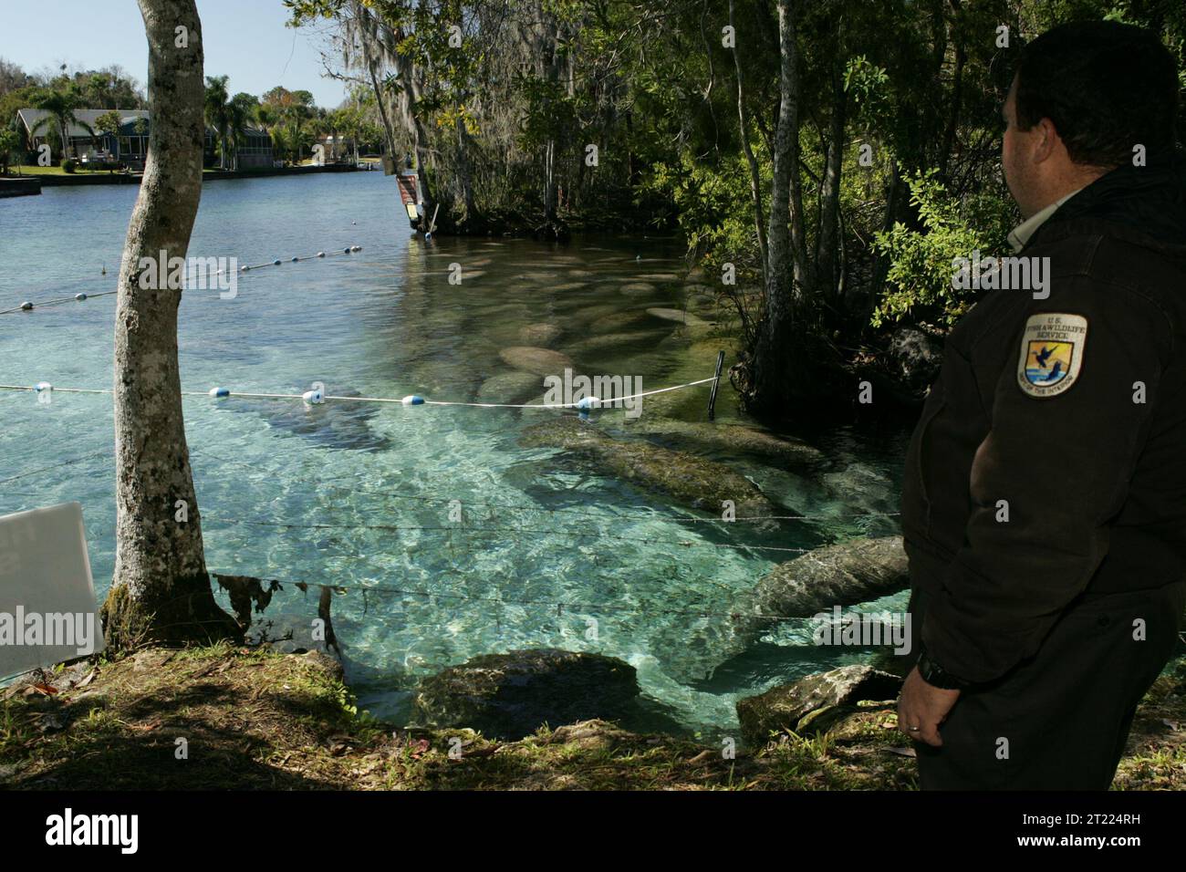 Manatee congregate inland near warm springs during colder winter months