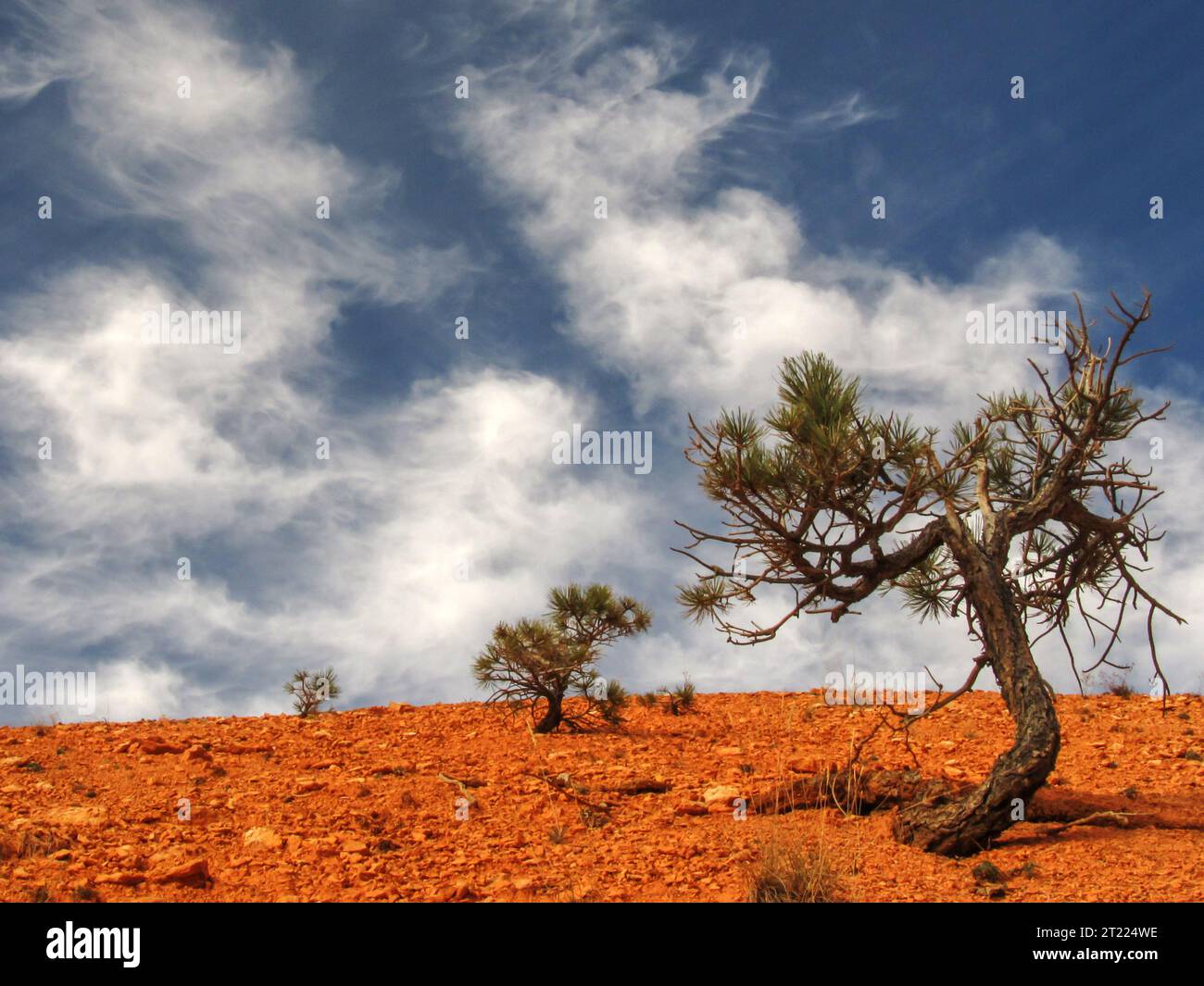 Three Limber Pine saplings Stock Photo