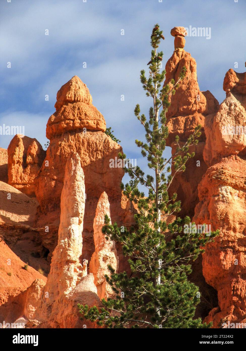 A single tall limber pine growing up among the bizarre shaped hoodoos of Bryce Canyon national Park in Utah Stock Photo