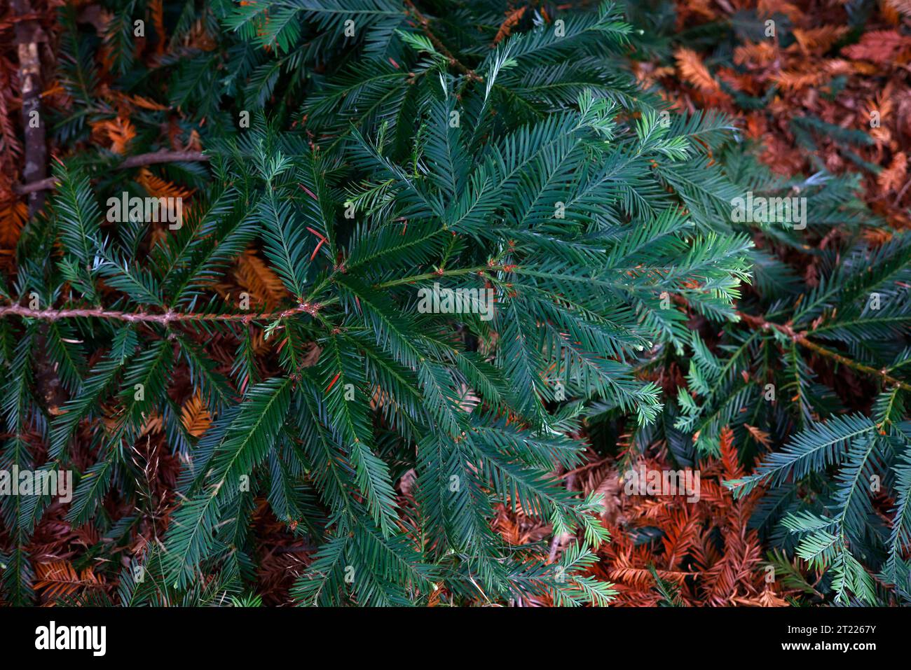 Closeup of the dark green pine-needle leaves of the evergreen conifersequoia sempervirens. Stock Photo