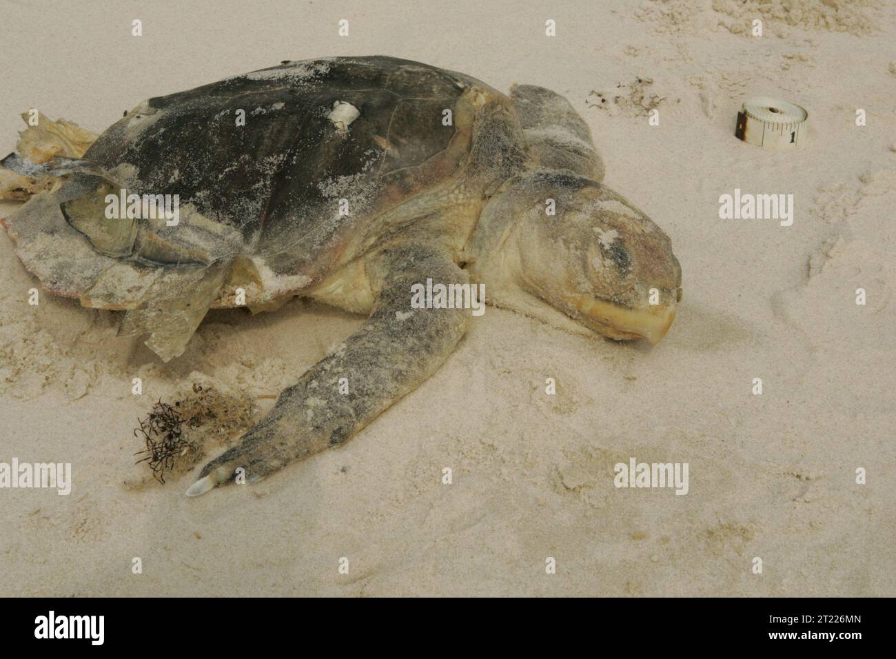 A deceased Kemp's Ridley sea turtle, (Endangered species), washes up on