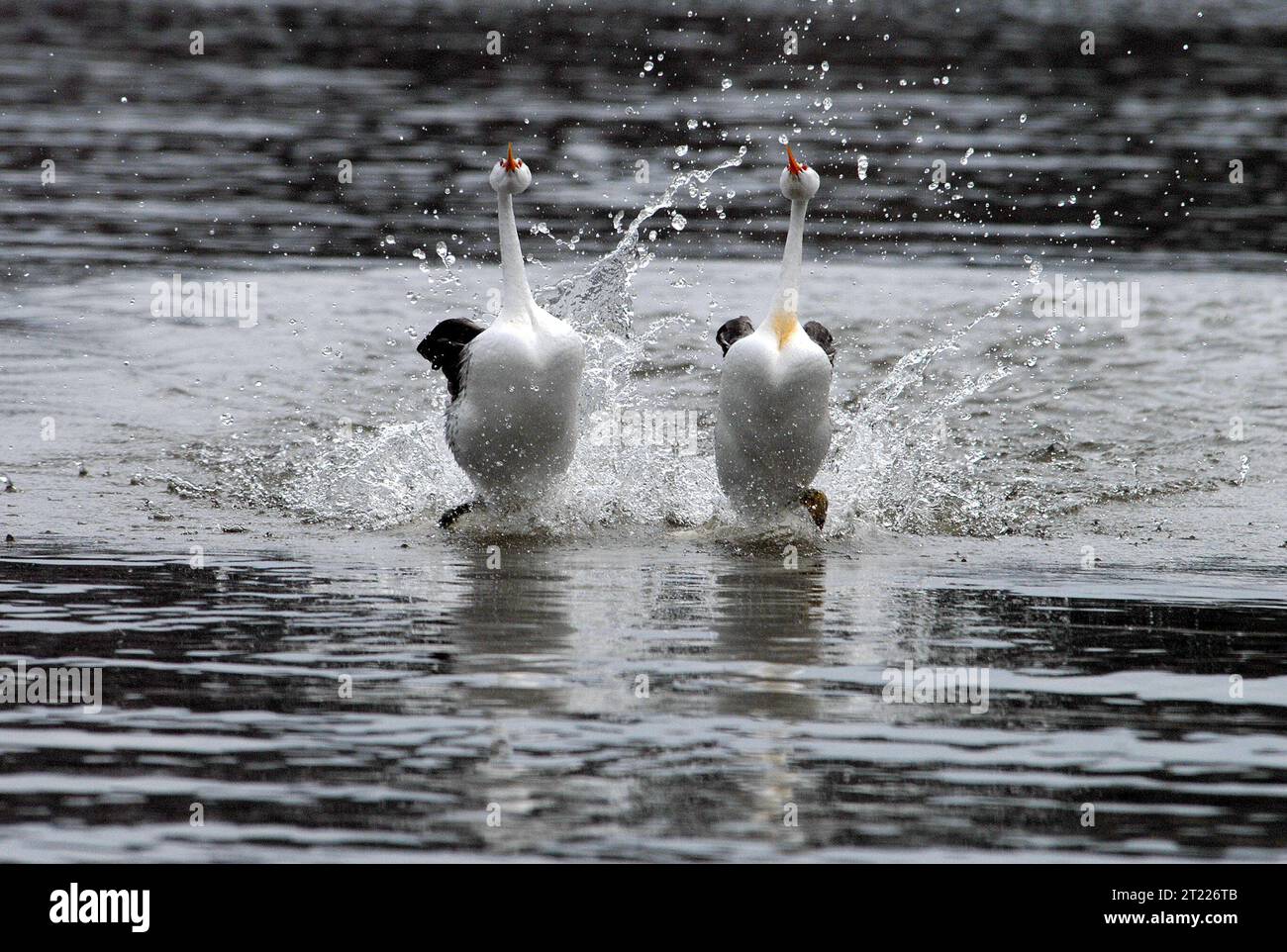 A pair of Clark's Grebes display their courtship ritual known as 'rushing' or 'weed dance'. Subjects: Migratory birds. Stock Photo