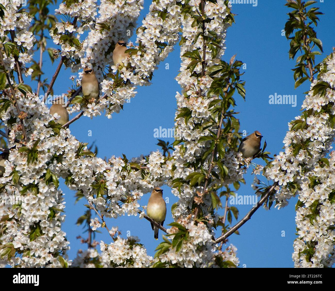 Spring Flocking A group of cedar waxwings perch on flowering branches during a clear ...