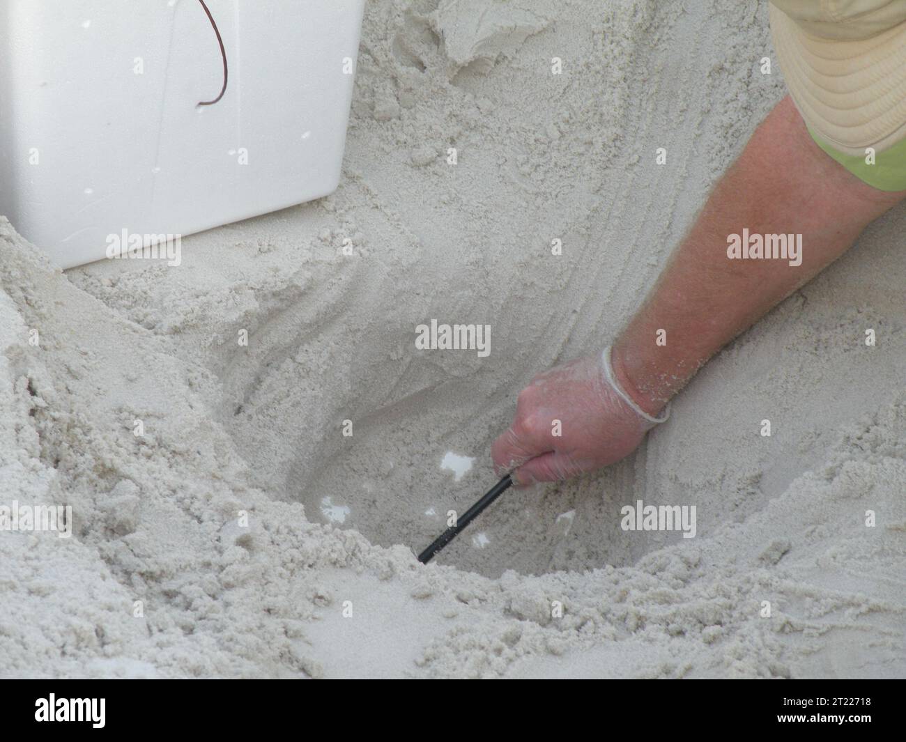 Oil spill sea turtle hires stock photography and images Alamy