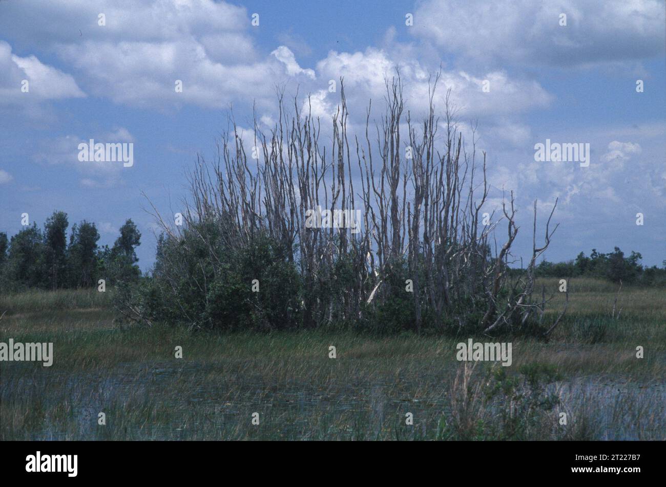 Dead melaleuca trees in a swamp area of Loxahatchee National Wildlife ...