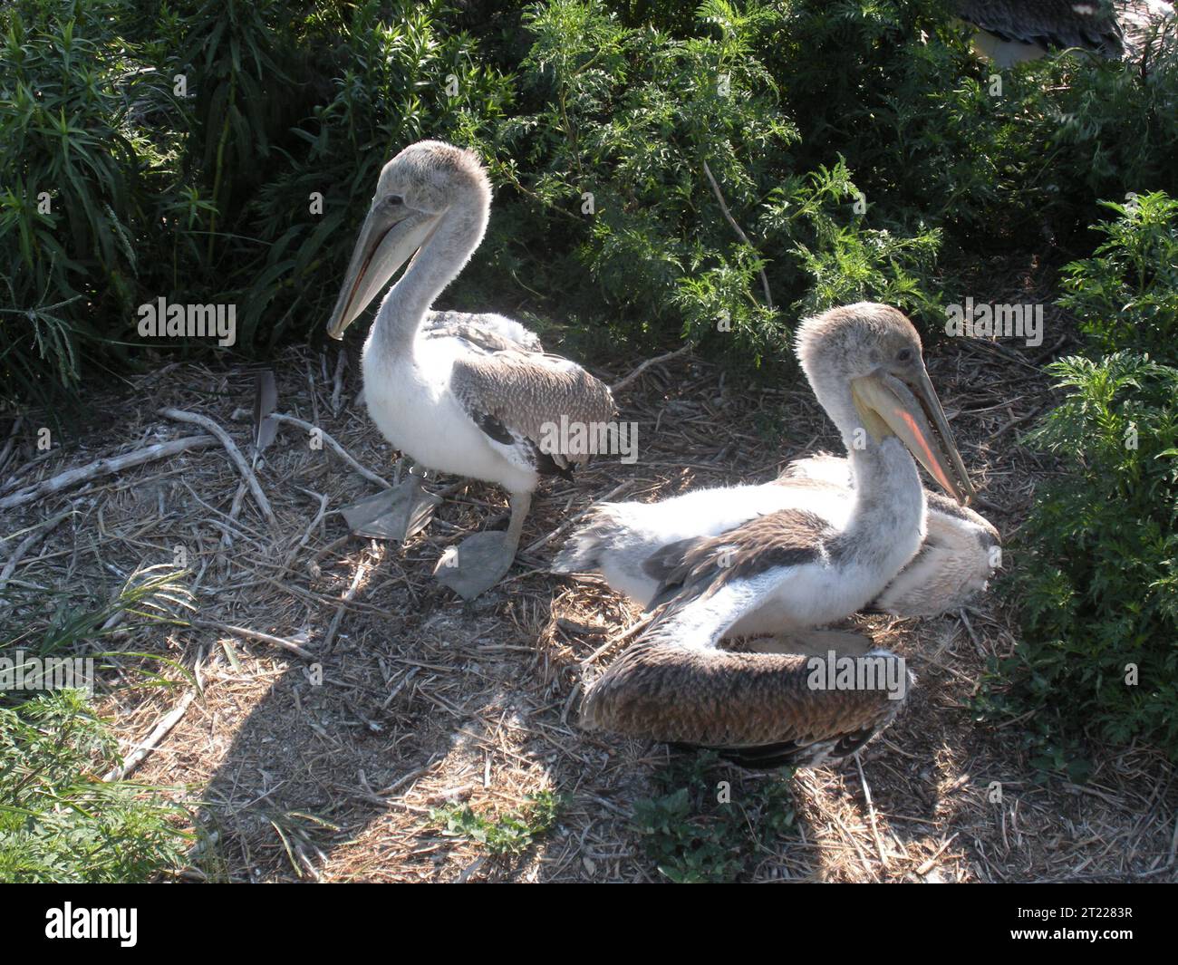 Pelican perched on ground hi-res stock photography and images - Alamy
