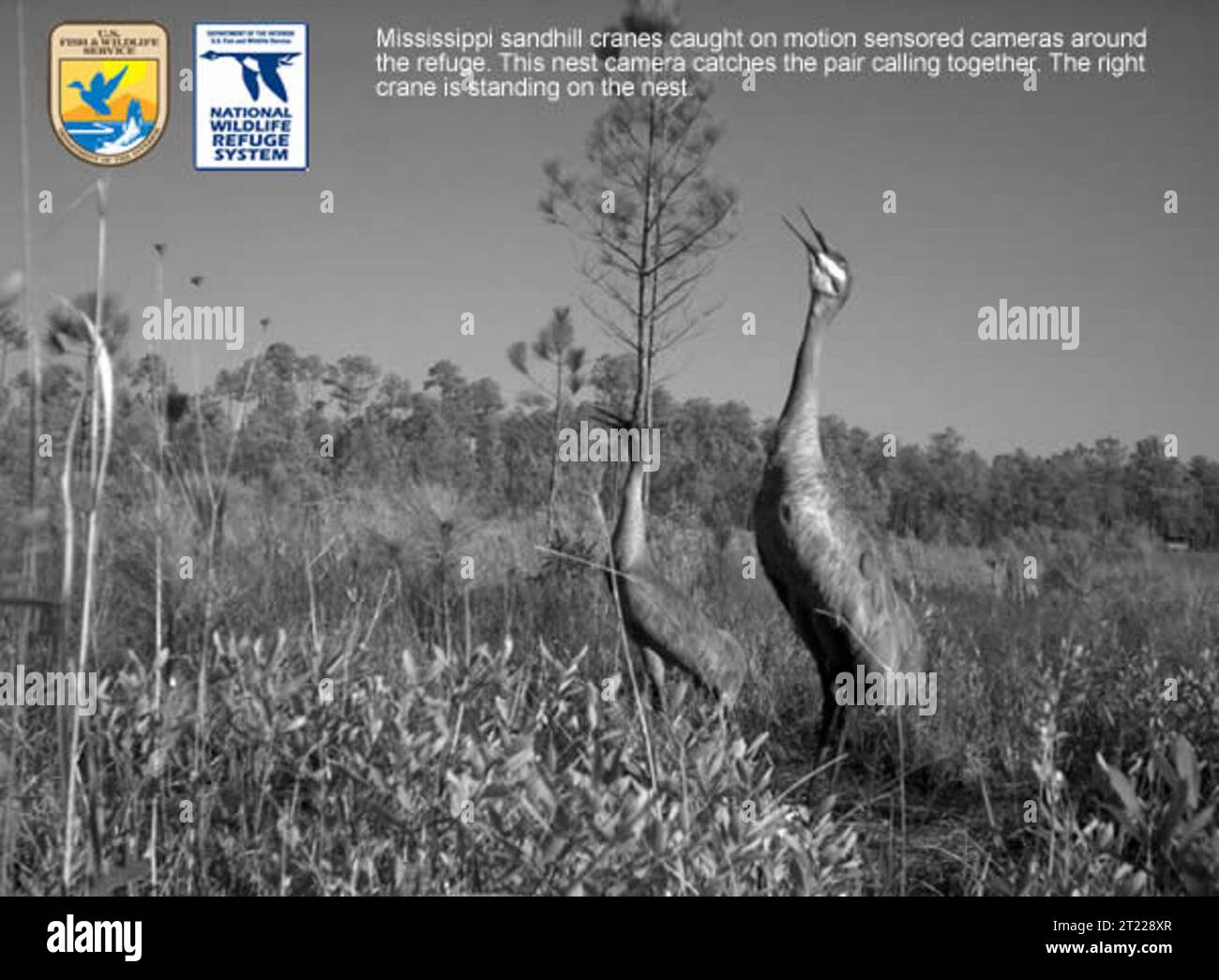 Photo taken by the crane cam. Subjects: Birds; Endangered species; Photography; Deepwater Horizon Oil Spill. Location: Mississippi. Fish and Wildlife Service Site: MISSISSIPPI SANDHILL CRANE NATIONAL WILDLIFE REFUGE. Stock Photo