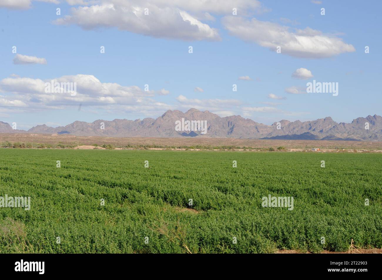 Desert riparian habitats hi-res stock photography and images - Alamy