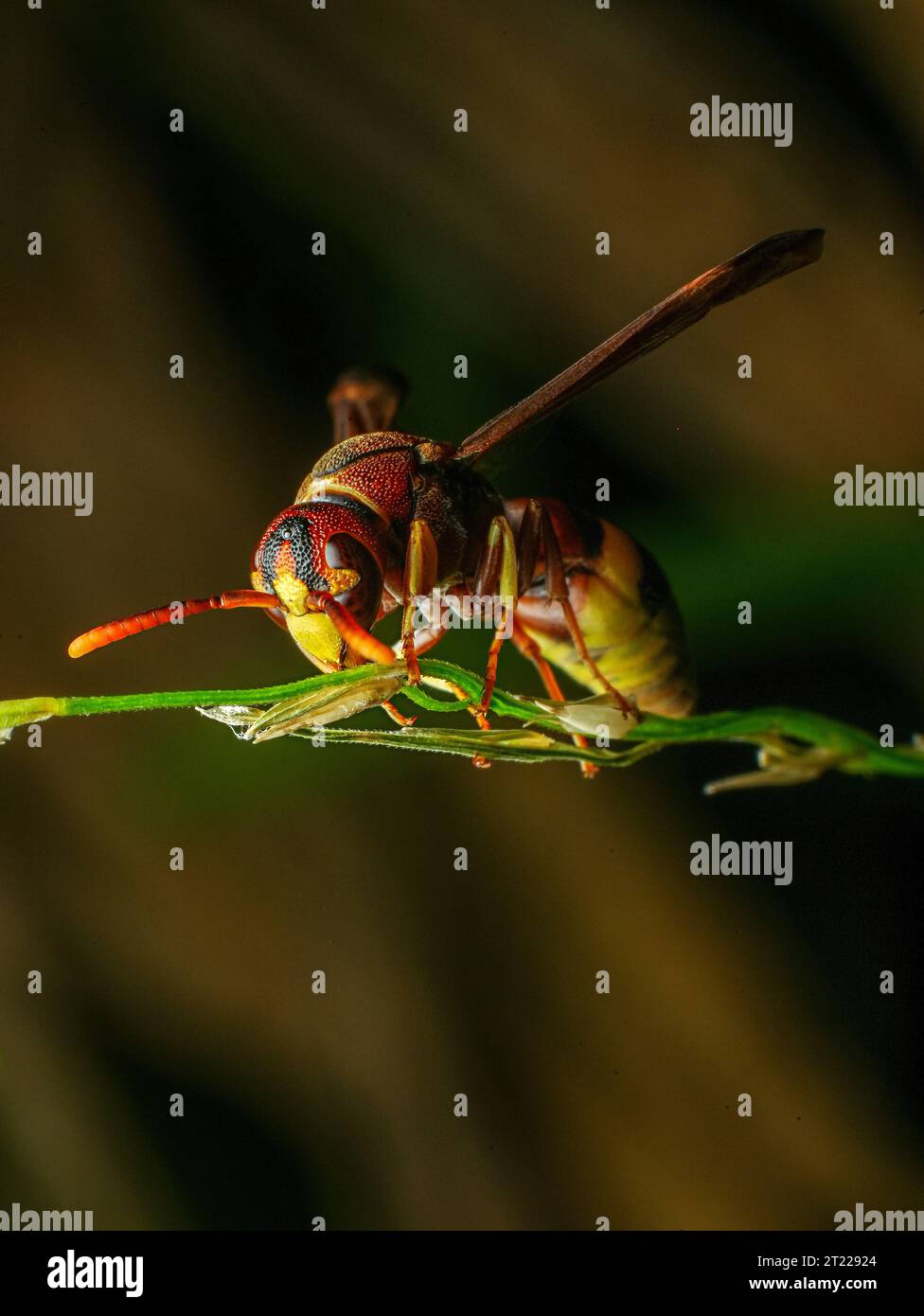 Yellow striped wasp extreme macro close up image with crisp details