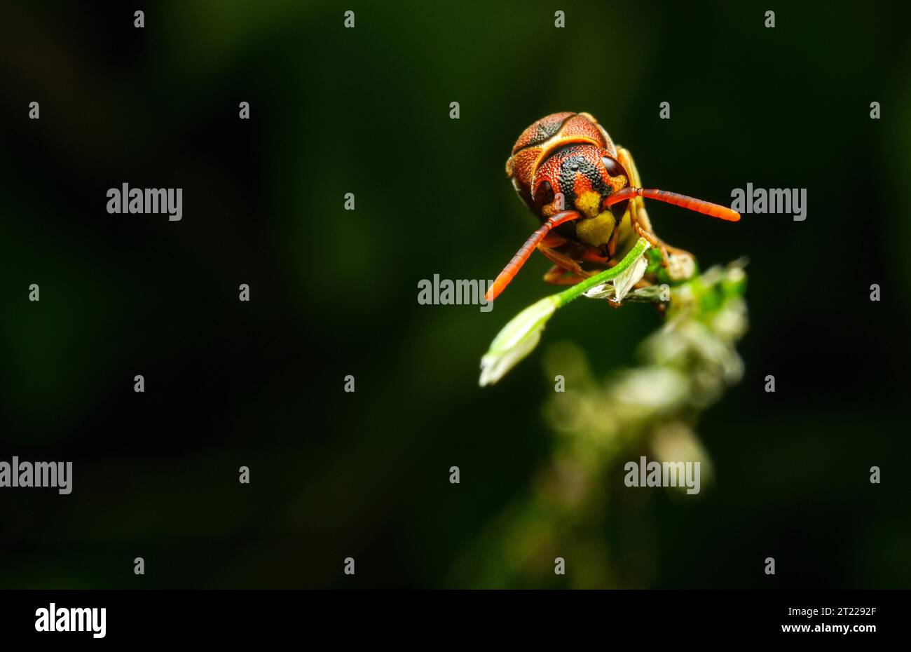 Yellow striped wasp extreme macro close up image with crisp details
