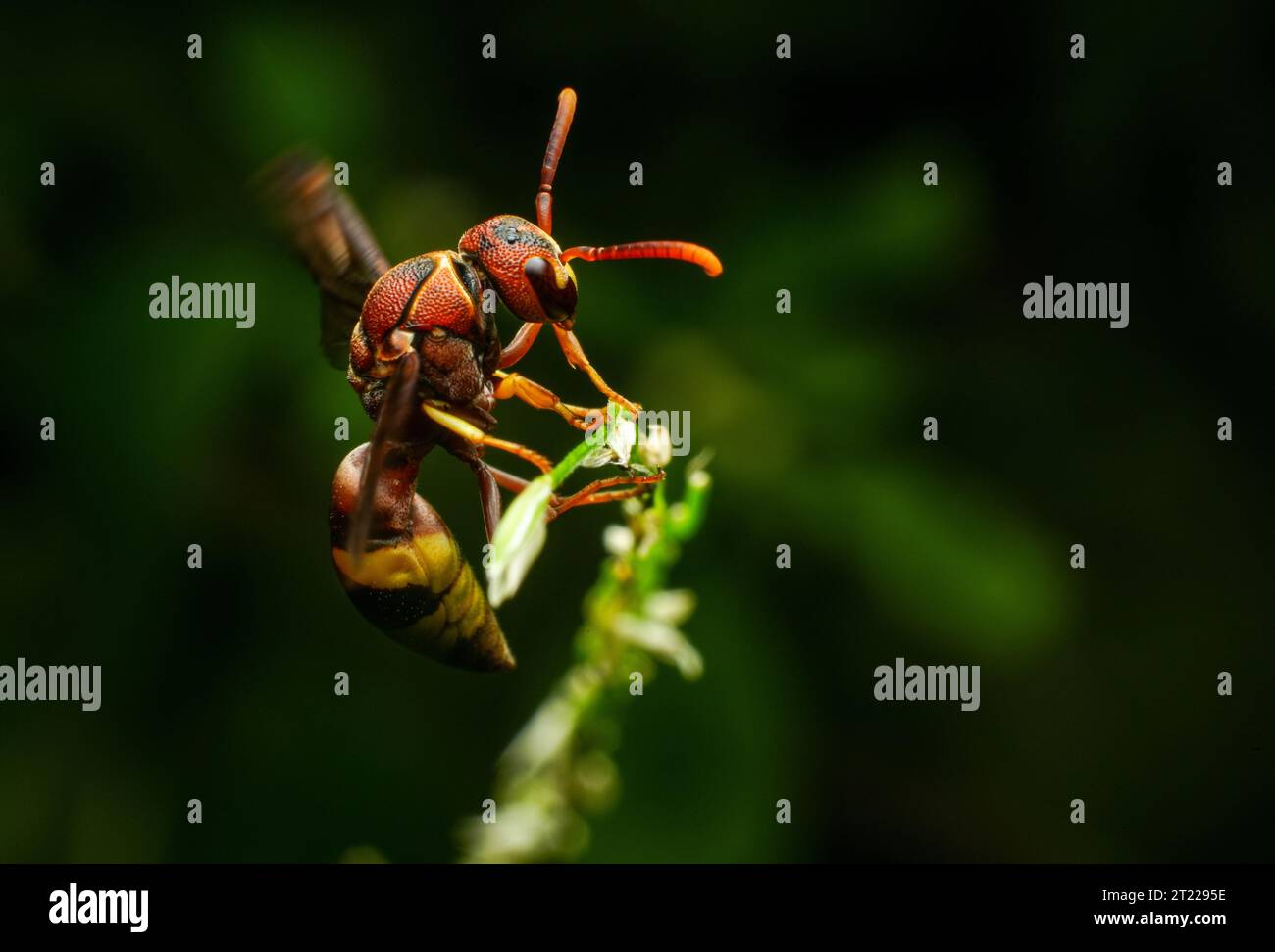 Yellow striped wasp extreme macro close up image with crisp details