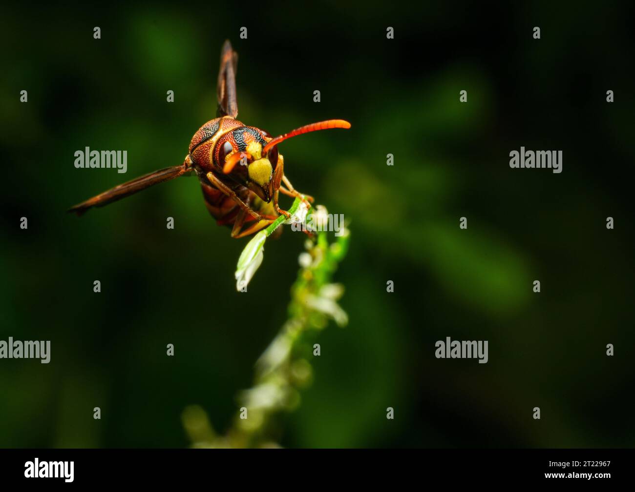Yellow striped wasp extreme macro close up image with crisp details