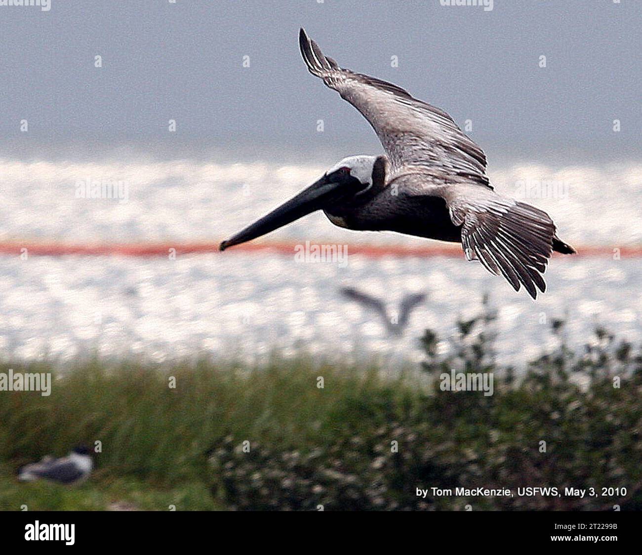 Brown pelican flying, with containment boom in background at Breton National Wildlife Refuge. Subjects: Birds; Deepwater Horizon Oil Spill; Shorebirds; Wildlife refuges. Location: Louisiana. Fish and Wildlife Service Site: BRETON NATIONAL WILDLIFE REFUGE. Stock Photo