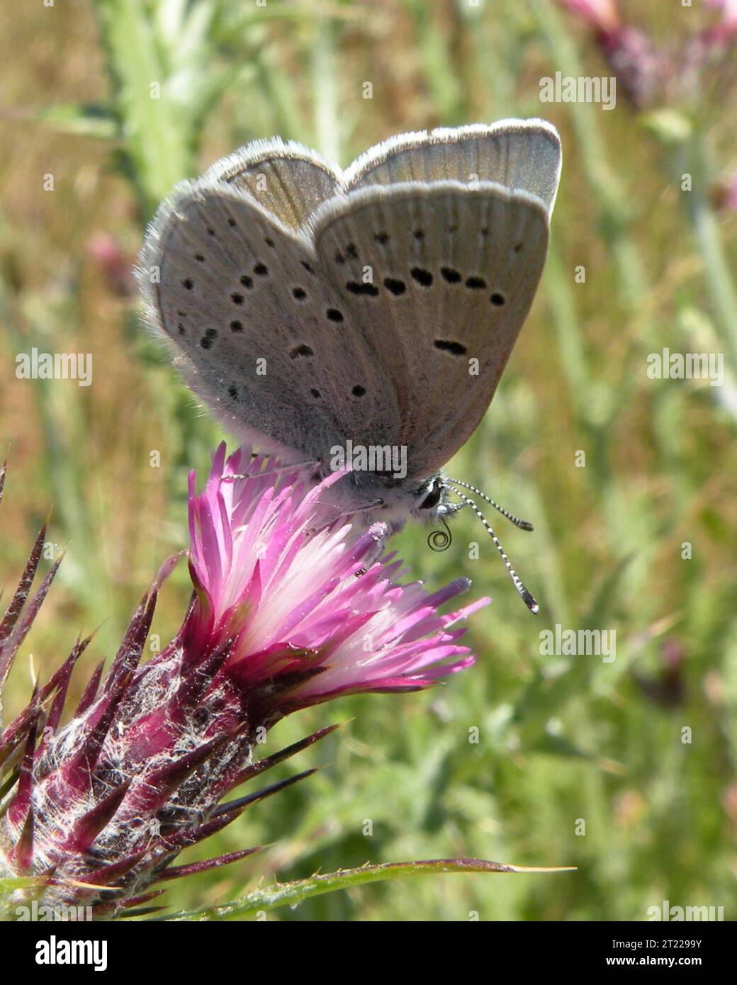 A stunning, close-up view of a Mission Blue Butterfly. This species was added to the Endangered Species list on June 8, 1976. Subjects: Insects; Endangered species. Location: California.  . 1998 - 2011. Stock Photo