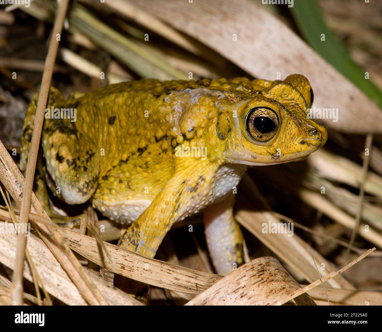 Crested toad sitting on dried grass. Subjects: Amphibians; Threatened species. Location: Puerto Rico. Fish and Wildlife Service Site: CARIBBEAN ISLANDS REFUGES. Stock Photo