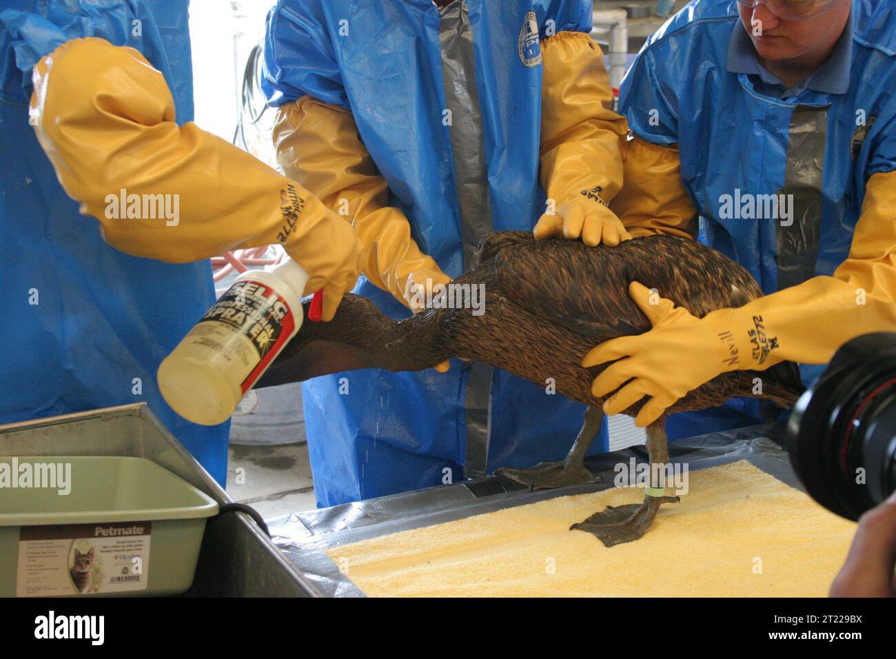 Oil impacted Brown pelican is being cleaned at a Wildlife Rehabilitation center in Plaquemines Parish, Louisiana. Subjects: Birds; Contaminants; Deepwater Horizon Oil Spill; Oil spills.  . 1998 - 2011. Stock Photo
