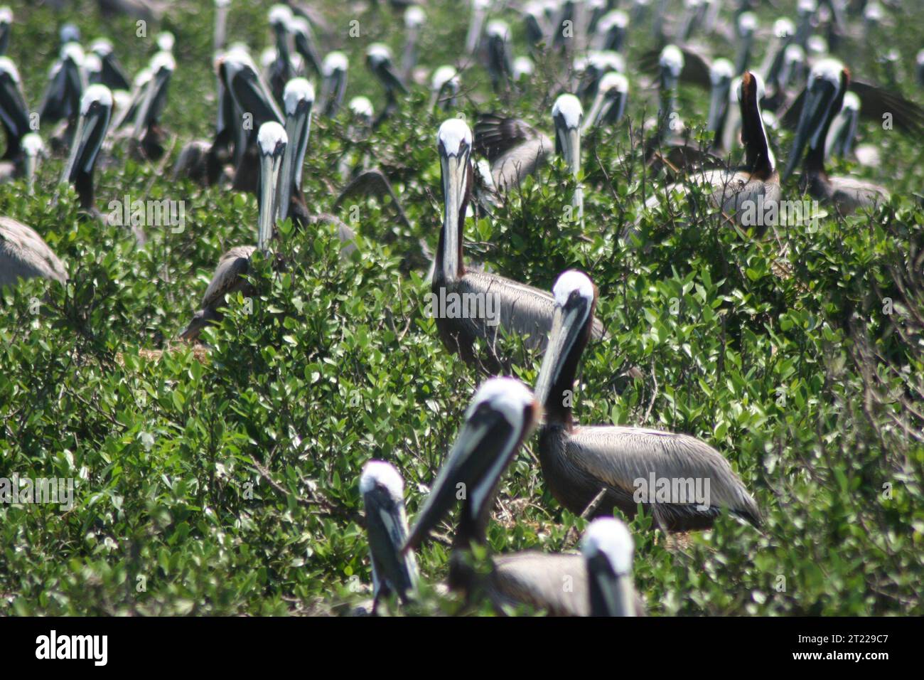 Brown pelicans sitting on nests at the Breton National Wildlife Refuge. Subjects: Birds; Deepwater Horizon Oil Spill; Oil spills. Location: Louisiana. Fish and Wildlife Service Site: BRETON NATIONAL WILDLIFE REFUGE. Stock Photo