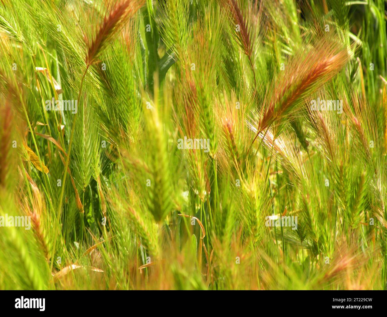 Green background with spikes of wild grass Stock Photo