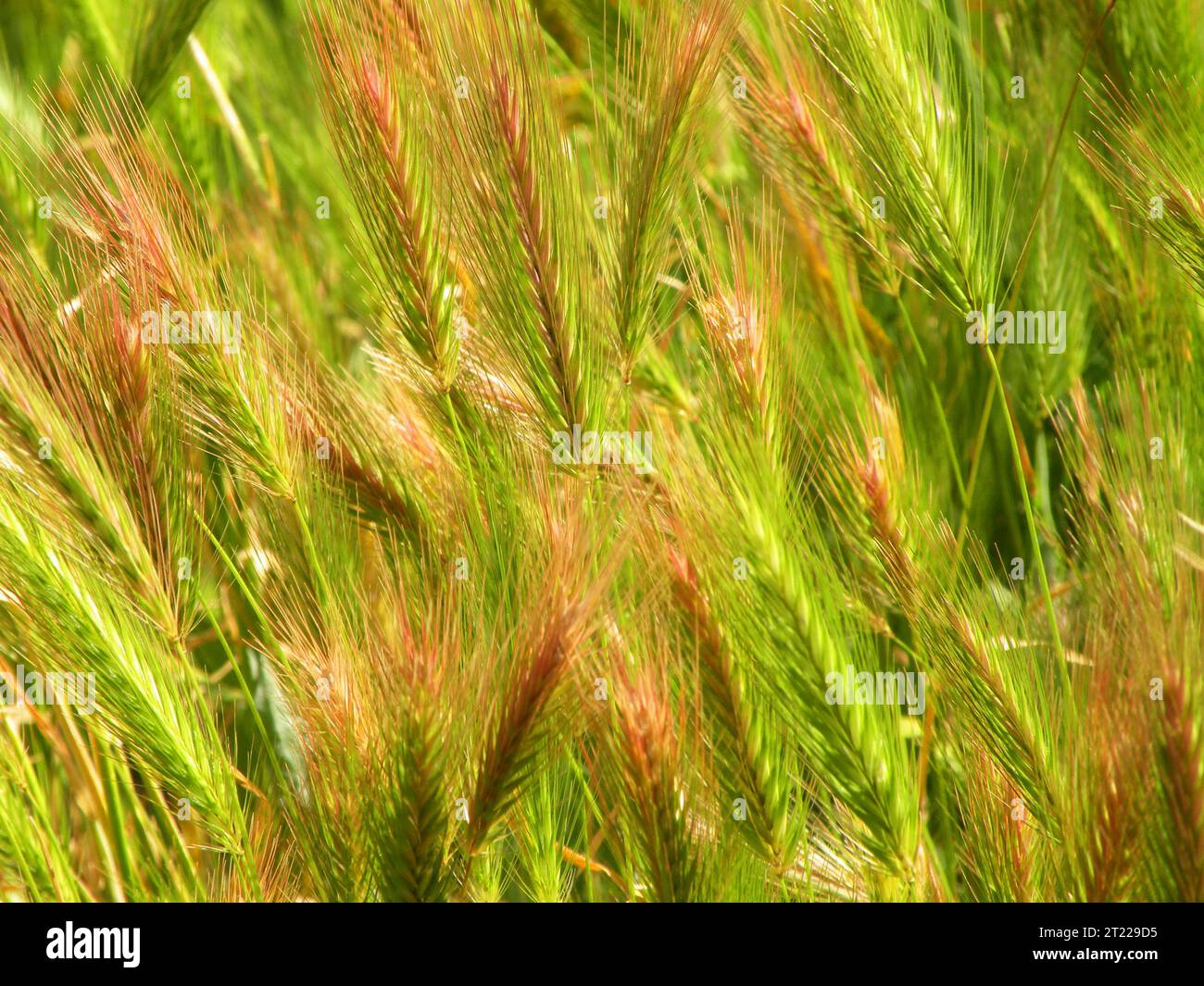 Background with spikes of wild grass Stock Photo
