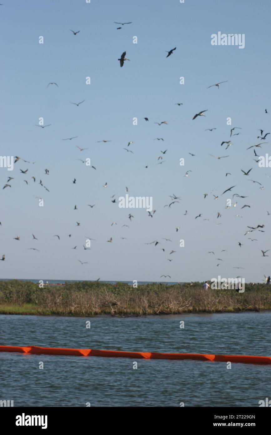Numerous bird species call Breton National Wildlife Refuge home during the nesting season including pelicans and a variety of terns. Subjects: Birds; Deepwater Horizon Oil Spill; Oil spills. Location: Louisiana. Fish and Wildlife Service Site: BRETON NATIONAL WILDLIFE REFUGE. Stock Photo