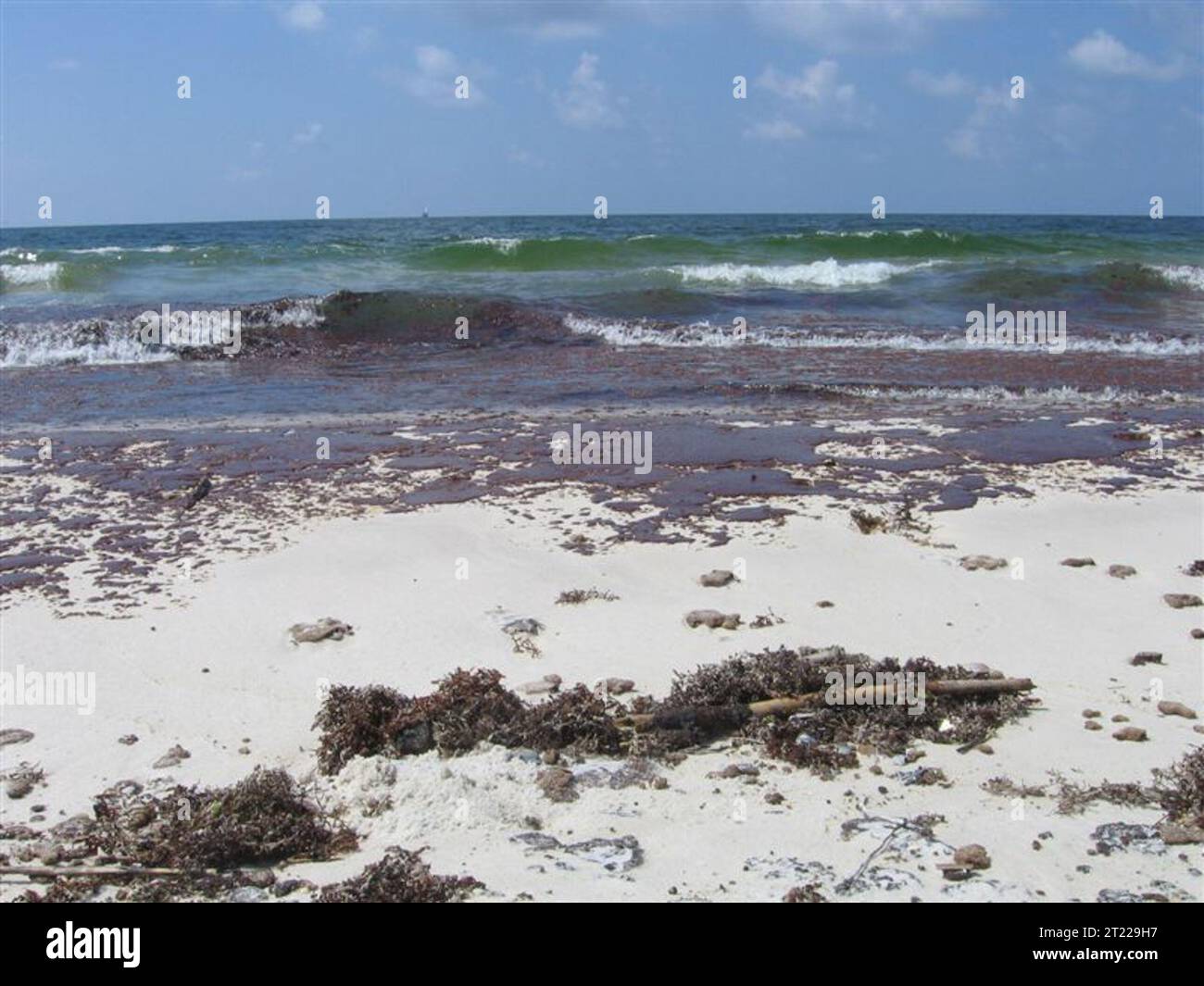 Discolored seaweed and debris that came in contact with oil on Bon Secour. Subjects: Oil spills; Deepwater Horizon Oil Spill; Coastal environments. Stock Photo