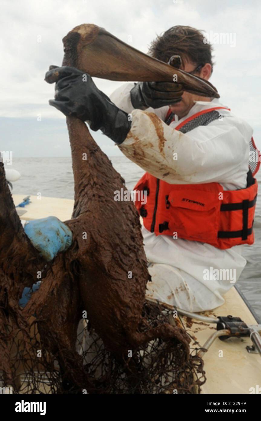 JEFFERSON PARISH, La. – Jeff Phillips, Environmental Contaminants Coordinator for the U.S. Fish and Wildlife Service, rescues a Brown Pelican from the Barataria Bay in Grand Isle, La., June 4, 2010. State and federal wildlife services pulled approximat. Subjects: Deepwater Horizon Oil Spill; Employees (USFWS); Oil spills; Birds. Location: Louisiana. Stock Photo