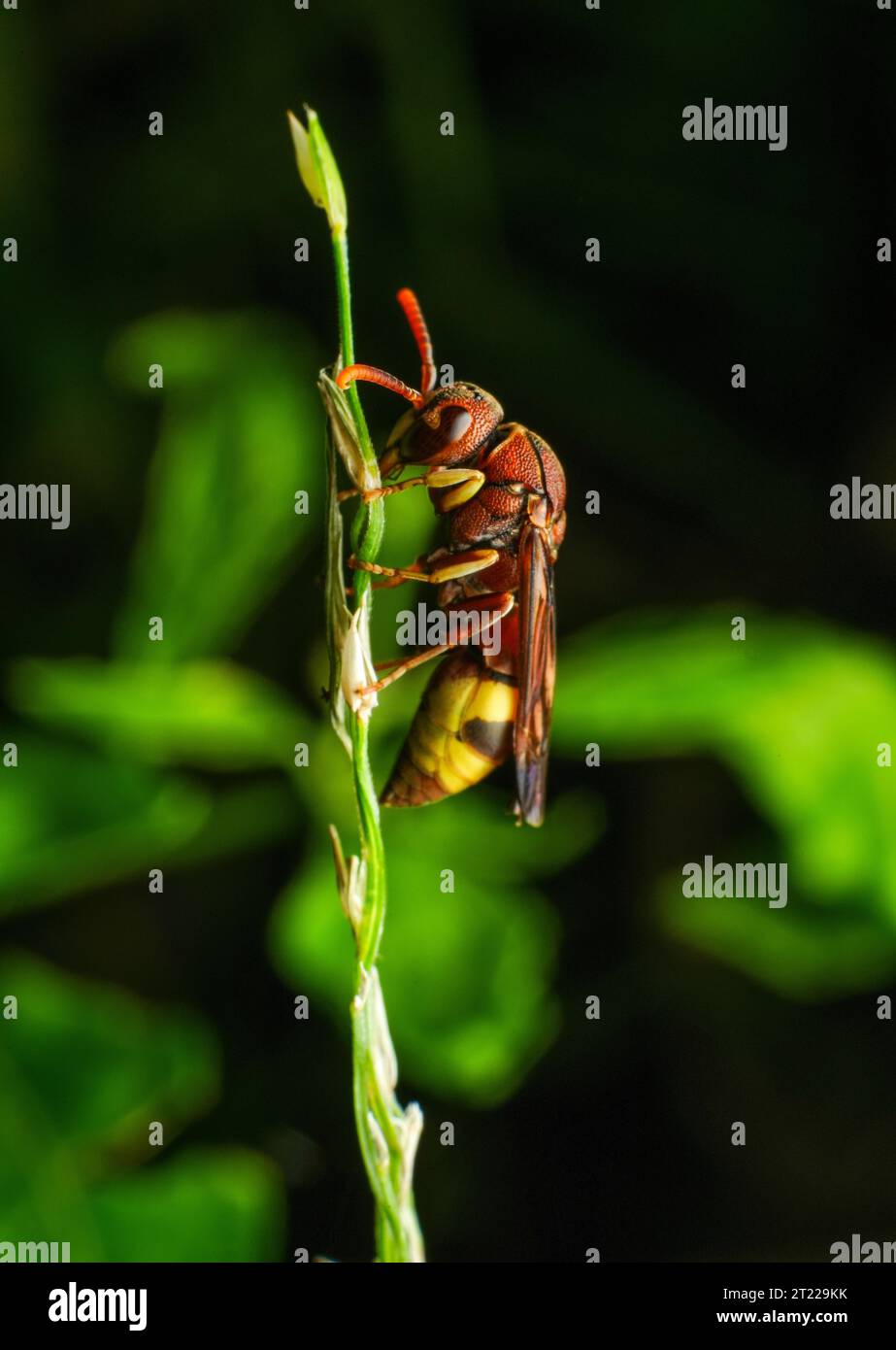 Yellow striped wasp extreme macro close up image with crisp details