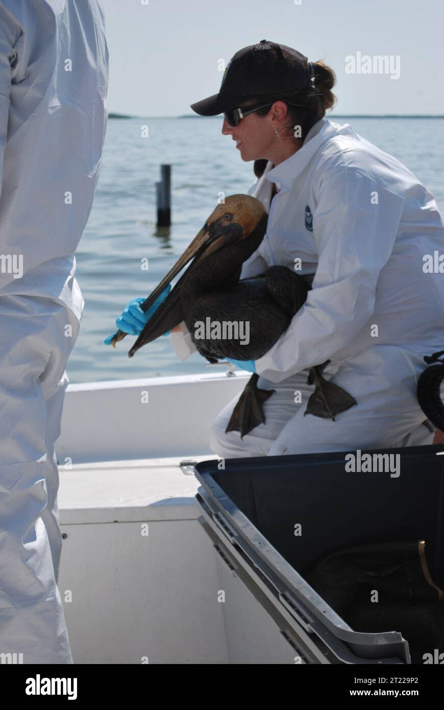 Rescued oiled brown pelican is held by USFWS Fisheries Biologist Amanda