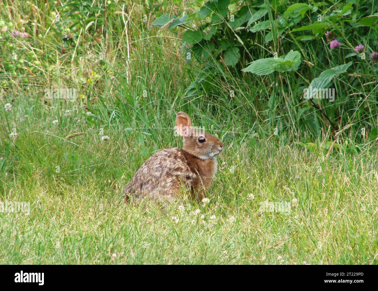 New England cottontail at Crescent Beach State Park, ME. Subjects: Mammals. Location: Maine.  . 1998 - 2011. Stock Photo