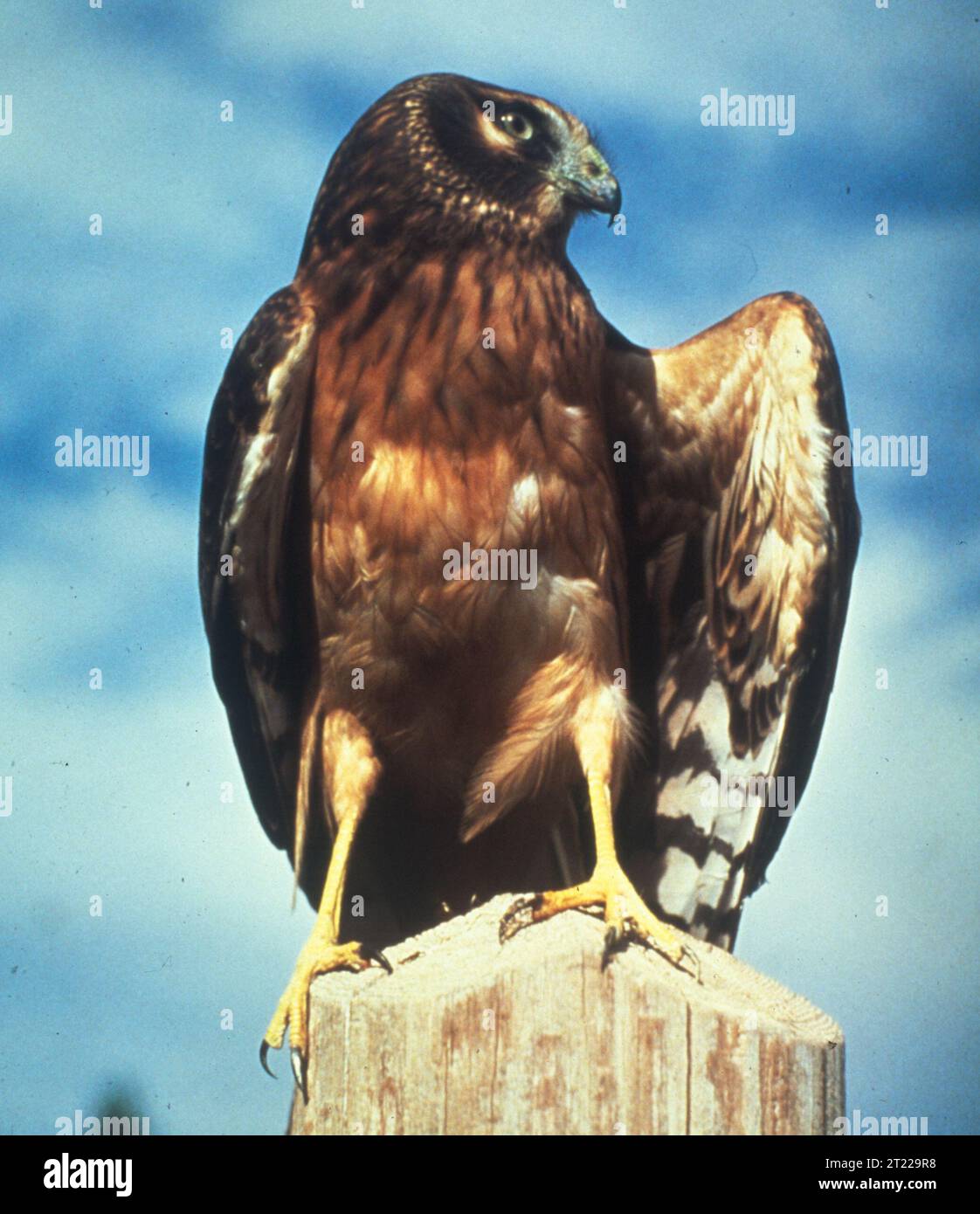A marsh hawk, known also as a hen harrier, uses an upright log for a perch. Subjects: Birds; Birds of prey. Location: Montana. Fish and Wildlife Service Site: BOWDOIN NATIONAL WILDLIFE REFUGE.  . 1998 - 2011. Stock Photo