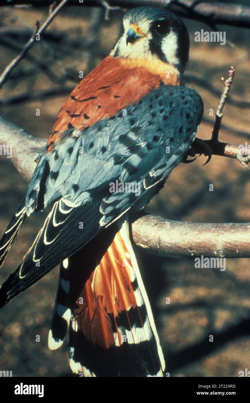 An American Kestral observes its surroundings while resting on a branch. Subjects: Birds; Birds of prey.  . 1998 - 2011. Stock Photo