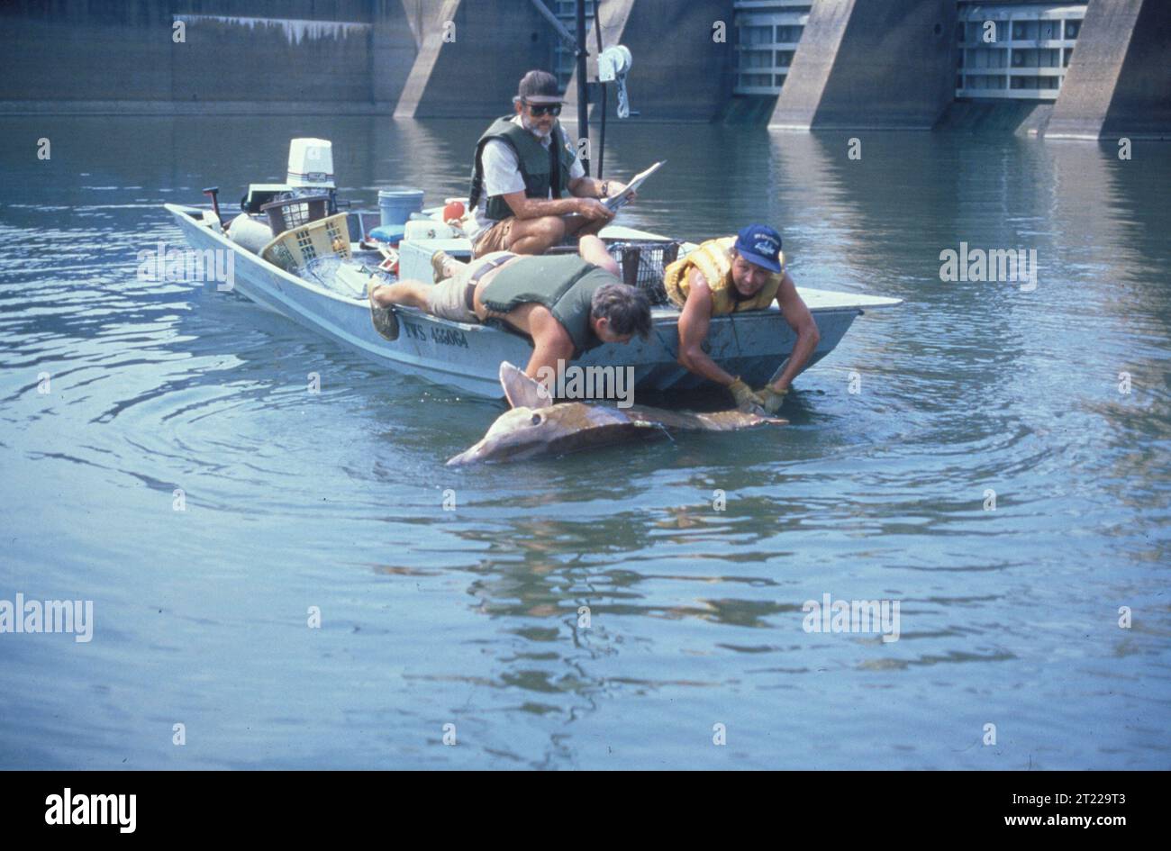 A group of men work on catching an endangered sturgeon on the Apalachicola River in Florida. Subjects: Fishes; Fishing; Endangered species. Location: Florida.  . 1998 - 2011. Stock Photo