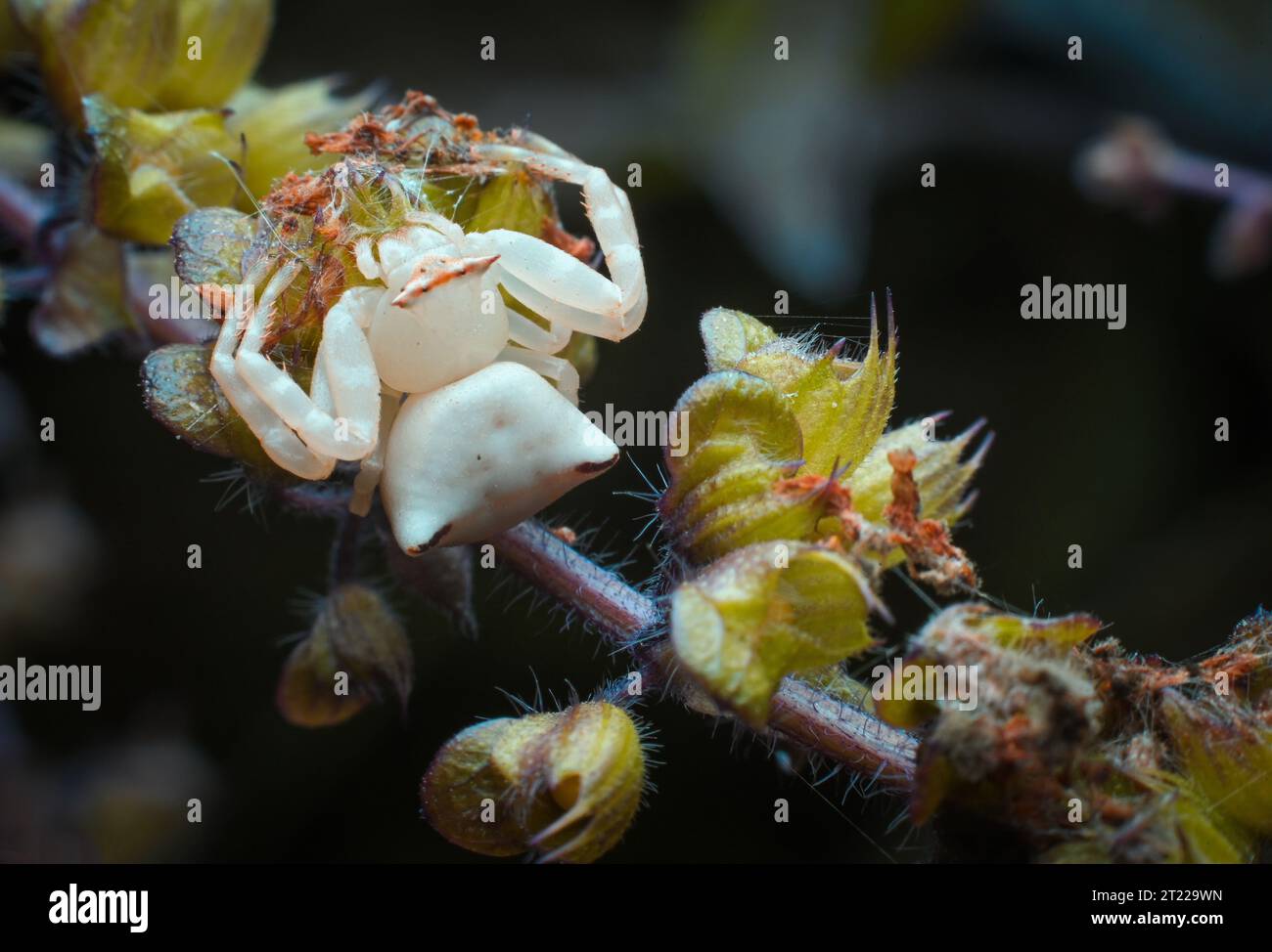 spider extreme close up Stock Photo - Alamy