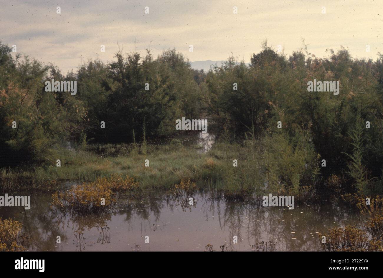 A shot of a salt cedar wetland in New Mexico. Subjects: Wetlands. Location: New Mexico.  . 1998 - 2011. Stock Photo
