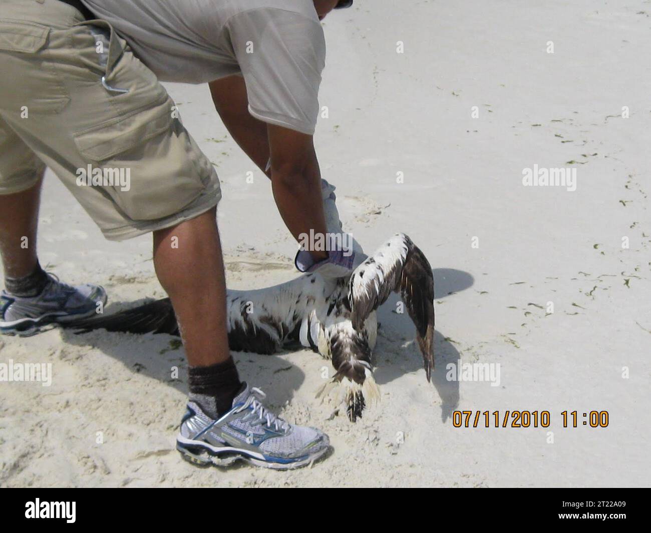 July 11, 2010 Destin, FL - A Northern Gannet with no visible oil was rescued near Destin Harbor, FL. Day One of deployment is 'training day'. Employees are provided thorough orientation and training in the safe handling of wildlife and evidence. Photo by. Subjects: Birds; Deepwater Horizon Oil Spill. Stock Photo