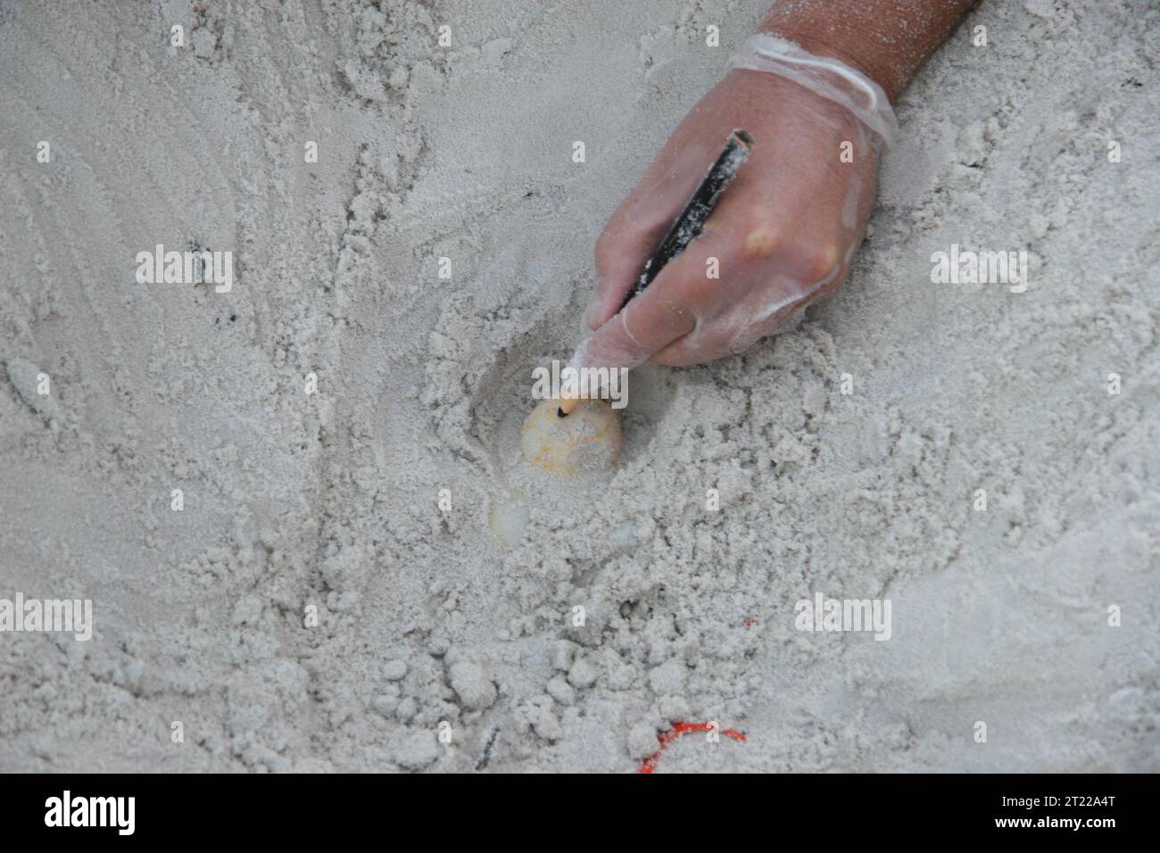 Egg is carefully marked to note its orientation. Subjects: Deepwater Horizon Oil Spill; Relocation; Reptiles; Volunteers. Location: Florida. Stock Photo