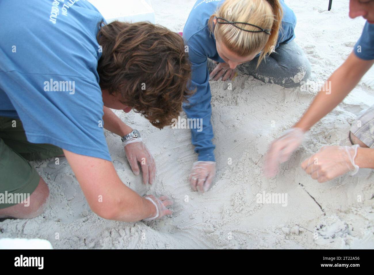 Port St. Joe, FL: University of Florida students Jacob Hill, Hope Ronco, and Seth Farris dig for sea turtle eggs. Subjects: Deepwater Horizon Oil Spill; Relocation; Reptiles; Volunteers. Location: Florida. Stock Photo