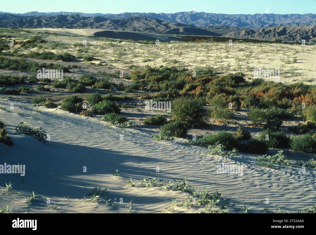 Scenic view of desert environment which serves as habitat for Coachella Valley fringe-toed lizard. Subjects: Endangered species; Habitat conservation; Deserts; Wildlife refuges. Location: California. Fish and Wildlife Service Site: COACHELLA VALLEY NATIONAL WILDLIFE REFUGE.  . 1998 - 2011. Stock Photo