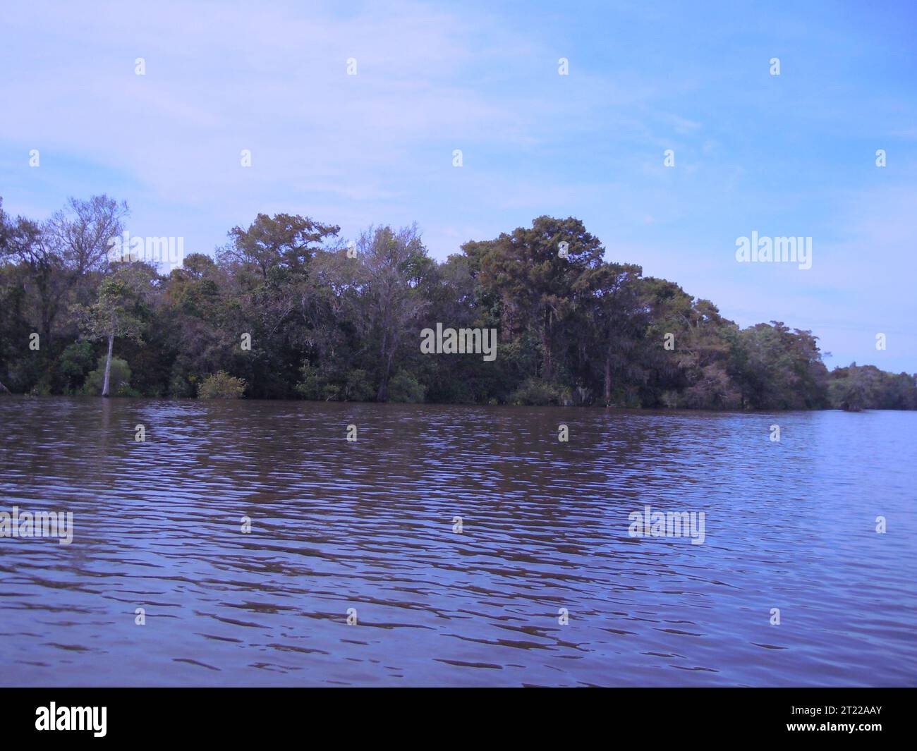 A healthy bottomland forest habitat off the Waccamaw River is photographed at Waccamaw National Wildlife Refuge, SC. Subjects: Forests; Wildlife refuges. Location: South Carolina. Fish and Wildlife Service Site: WACCAMAW NATIONAL WILDLIFE REFUGE. Stock Photo