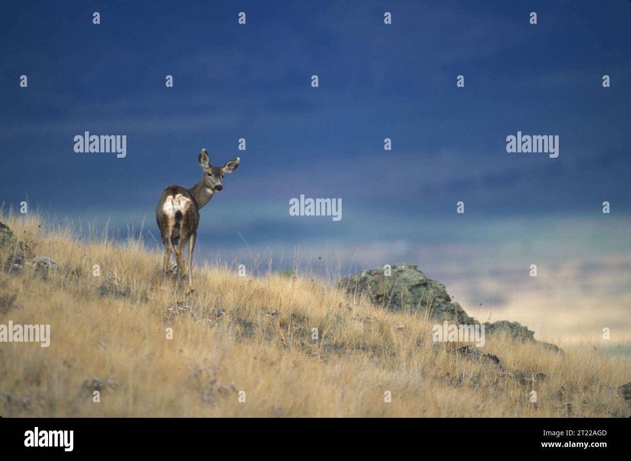 Mule deer standing on a scenic hillside in the National Bison Range. Subjects: Mammals; Scenics; Wildlife refuges; Mountains. Location: Montana. Fish and Wildlife Service Site: NATIONAL BISON RANGE.  . 1998 - 2011. Stock Photo