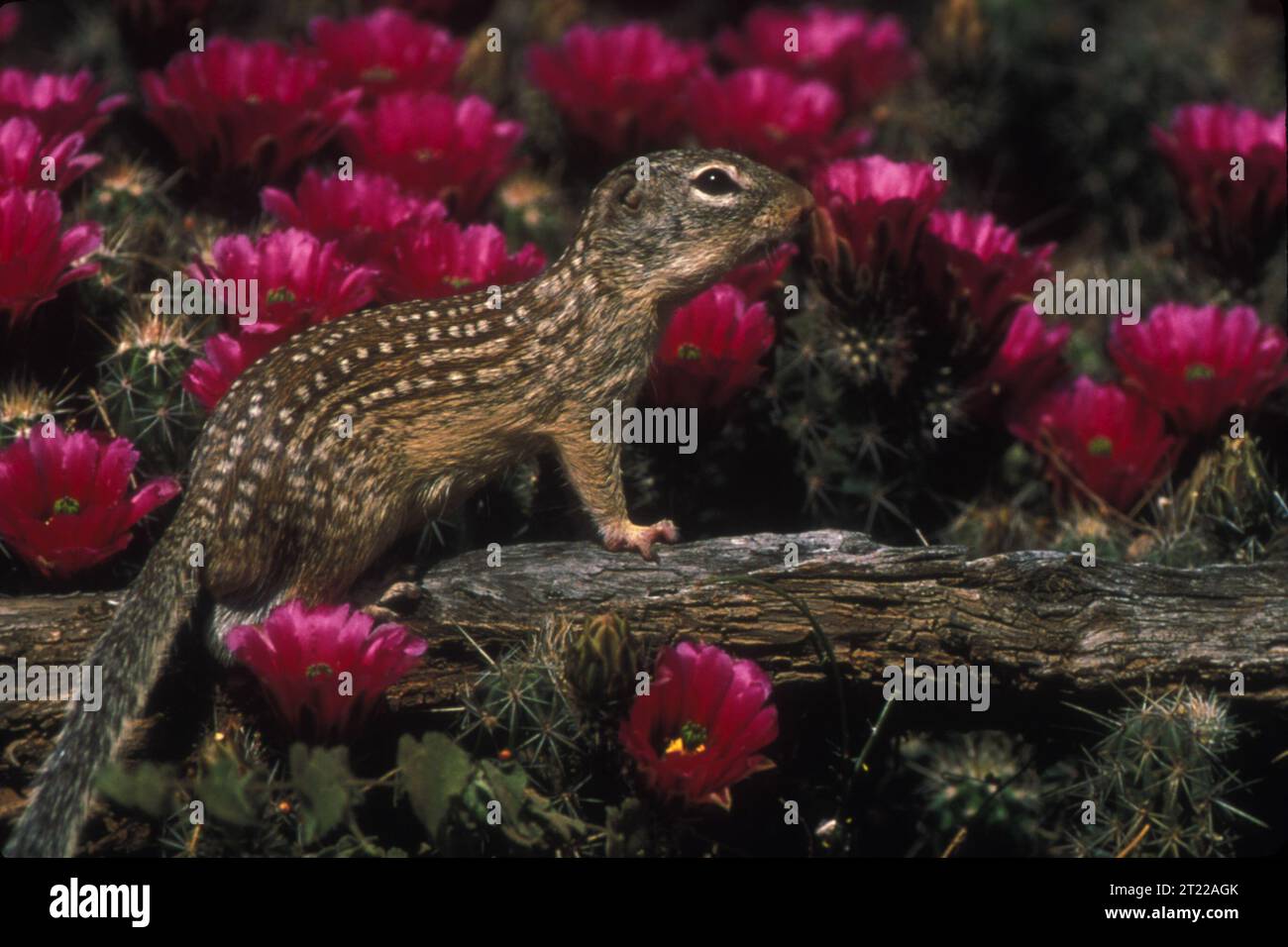 Mexican Ground Squirrel on the Lower Rio Grande Valley National Wildlife Refuge. Subjects: Mammals; Wildlife refuges; Forests. Location: Texas. Fish and Wildlife Service Site: LOWER RIO GRANDE VALLEY NATIONAL WILDLIFE REFUGE.  . 1998 - 2011. Stock Photo