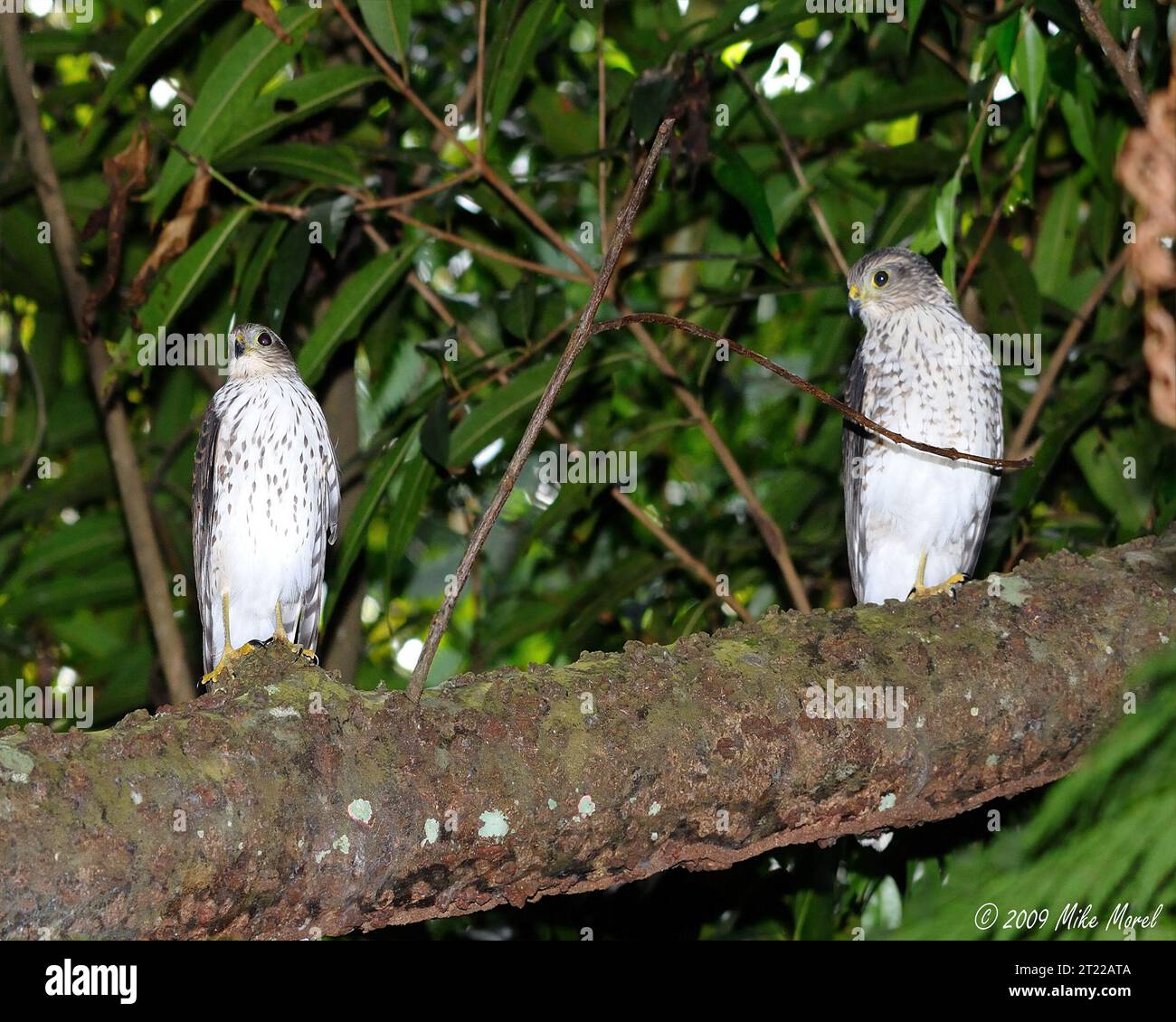 Two hawks sitting on a tree branch. Subjects: Endangered species; birds; raptors. Location: Puerto Rico. Fish and Wildlife Service Site: CARIBBEAN ISLANDS REFUGES.   Collection: Wildlife and Endangered Species.. 1998 - 2011. Stock Photo