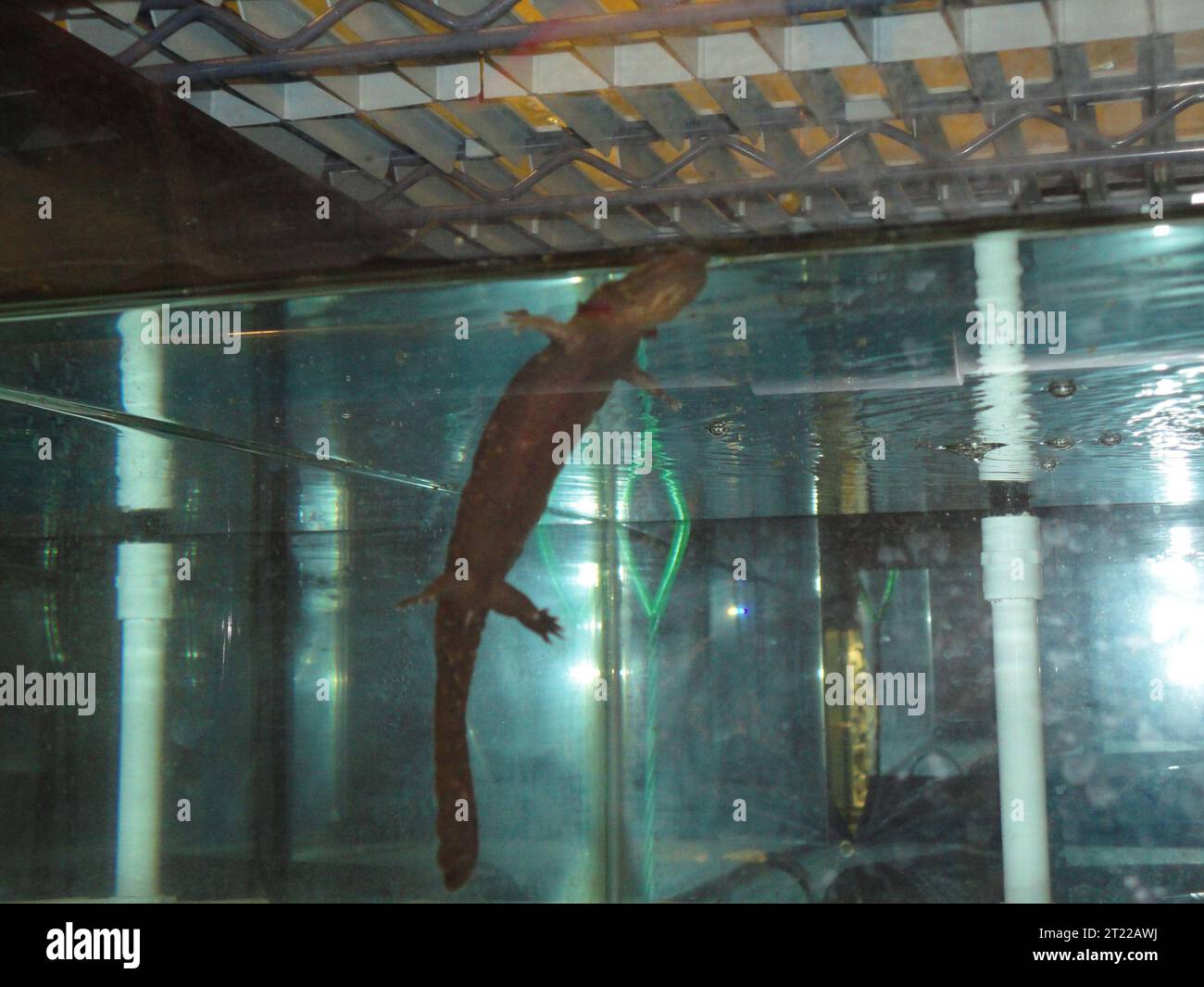 Hellbender at the Buffalo Zoo, NY, part of a hellbender restoration and research program